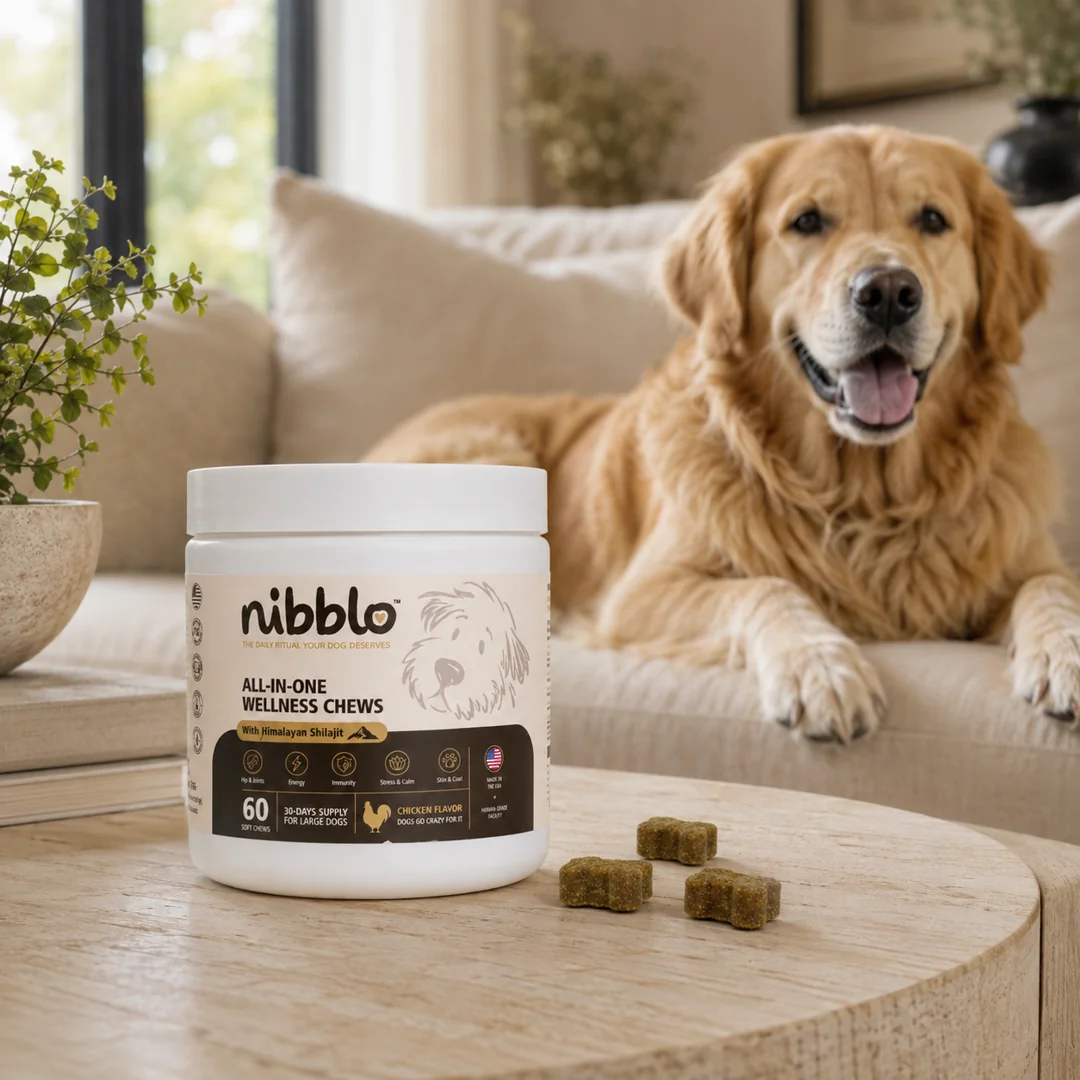 Nibblo jar on a coffee table with a golden retriever resting on the sofa