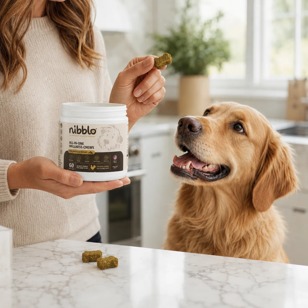 Dog owner giving a Nibblo chew to a golden retriever in a kitchen
